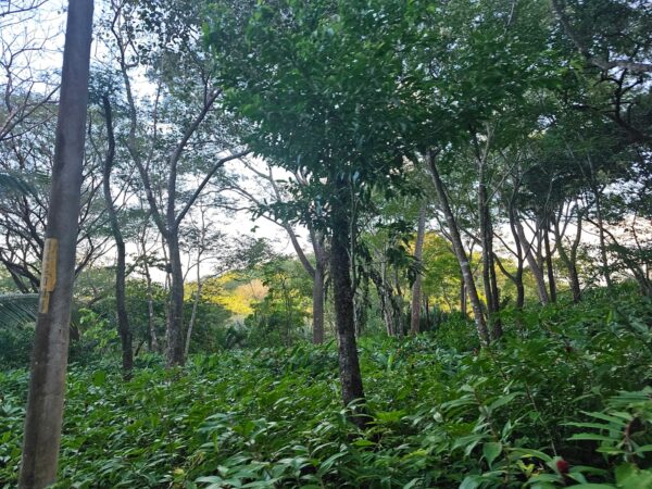 Paraíso Tropical - Imagen 2